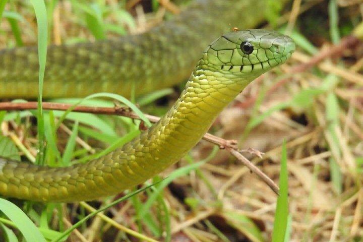 17 jours de trekking Herping, faune et gorille en Ouganda
