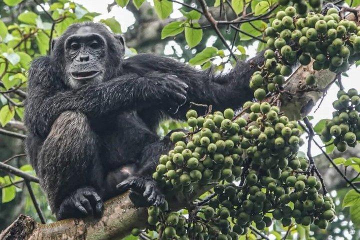 12 - dage Uganda Multi-dages privat safari tur