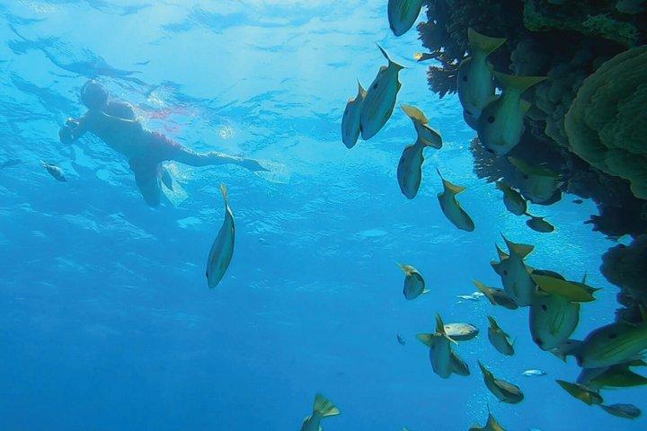 Hurghada Premium Hula Hula Island Cruise med frokost og transfer