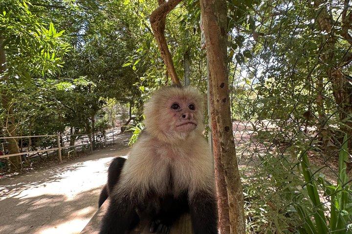 Privado Roatan Sloths e Monkeys Sanctuary Chocolate e Rum