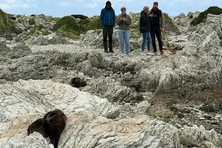 Excursión privada de un día a Kaikoura desde Christchurch