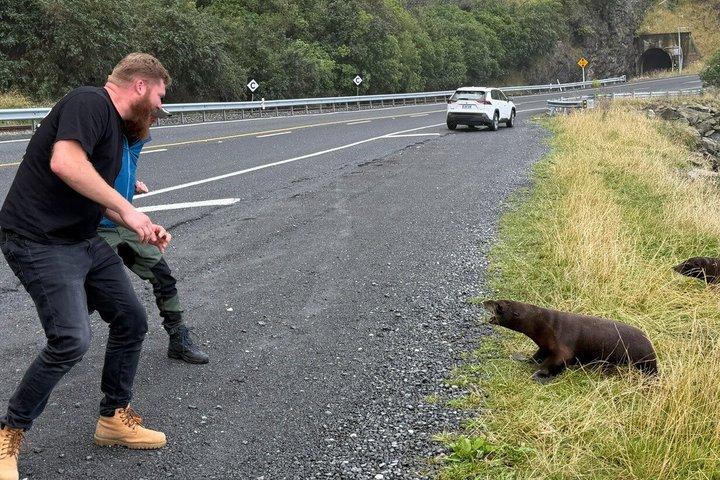 Excursión privada de un día a Kaikoura desde Christchurch