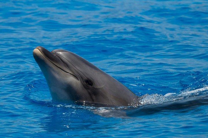 Tour Catamarano Olbia per ricerca Delfini e Parco Marino Tavolara