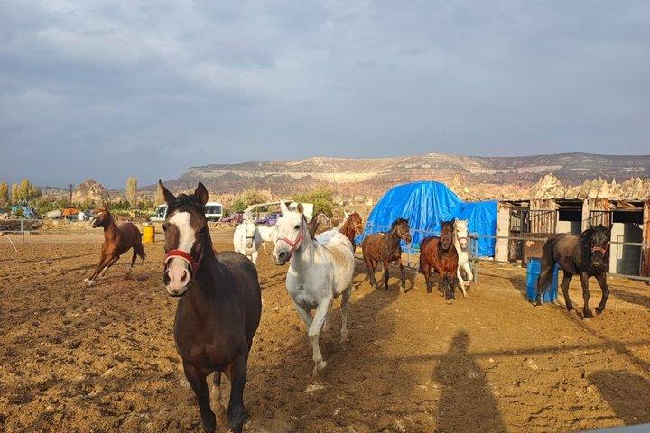 Cappadocia Sunrise Horse Riding Tour com Hotel Pickup
