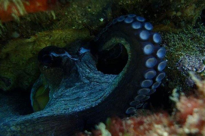 Aventura de snorkel en Lisboa en el Parque Natural de Arrábida
