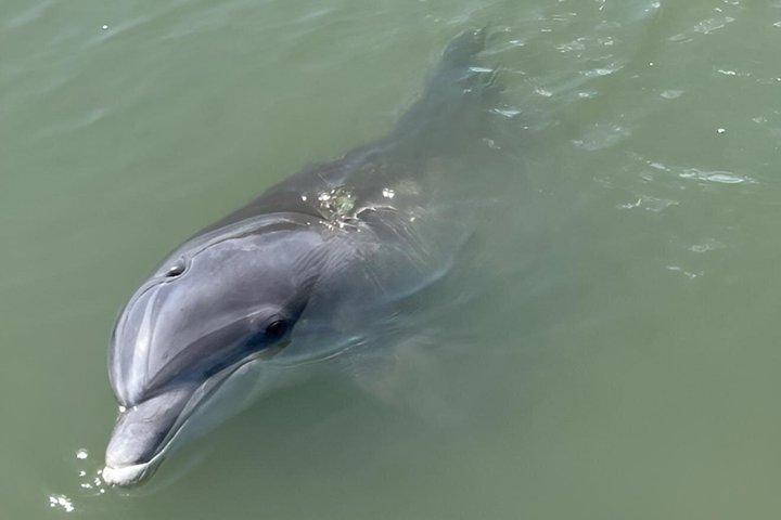 Private Dolphin Tour upp till 12 passagerare