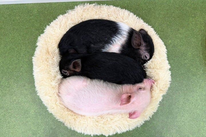 30-Minute Osaka Micro Pig Interaction Experience at Buta Goya