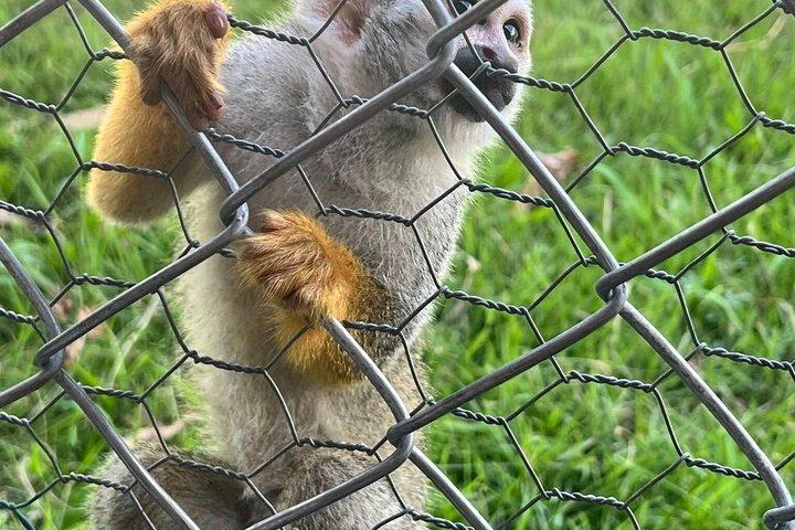 Monkey Tour og 7 vandfald Damajagua (Puerto Plata)