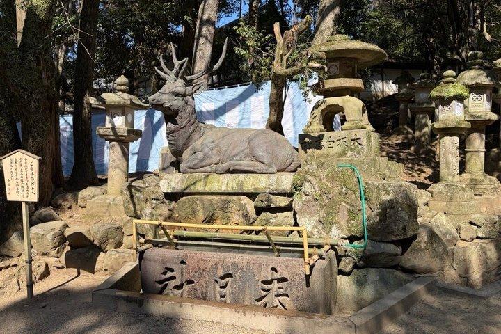 Nara Private Car Tour - Deer, Grande Buda e Uji opcional