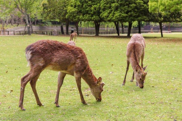 Nara Private Car Tour - Deer, Grande Buda e Uji opcional