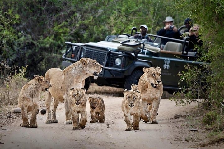 Private Full Day Safari Experience in Cape Town