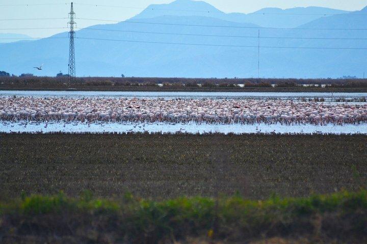 Albufera Natur- & Bootstour ab Valencia (kleine Gruppe)