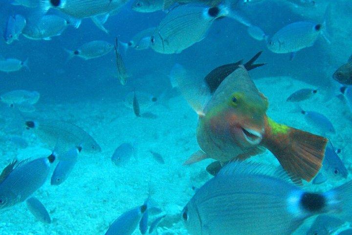 Scuba Diving Experience Tour van Side