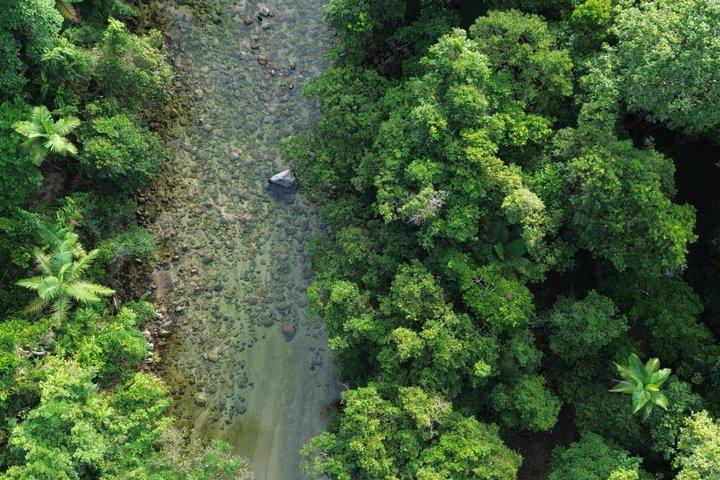 Privat luksus halvdag Daintree og krokodille krydstogt tur