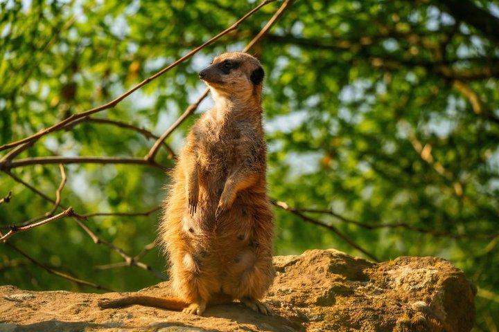 Prague ZOO Transfer with AudioGuide & Opt. Admission Ticket