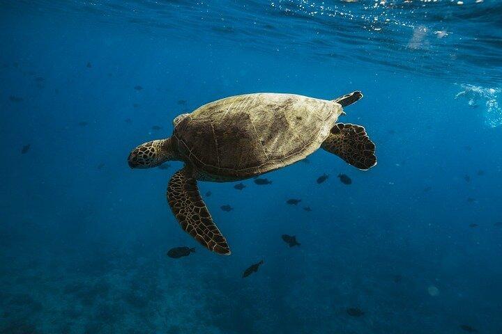 Privat katamaran krydstogt og snorkeltur i Honolulu