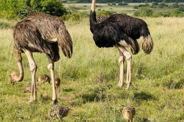 マーラ、ナクル、アンボセリ国立公園への6日間のグループサファリ