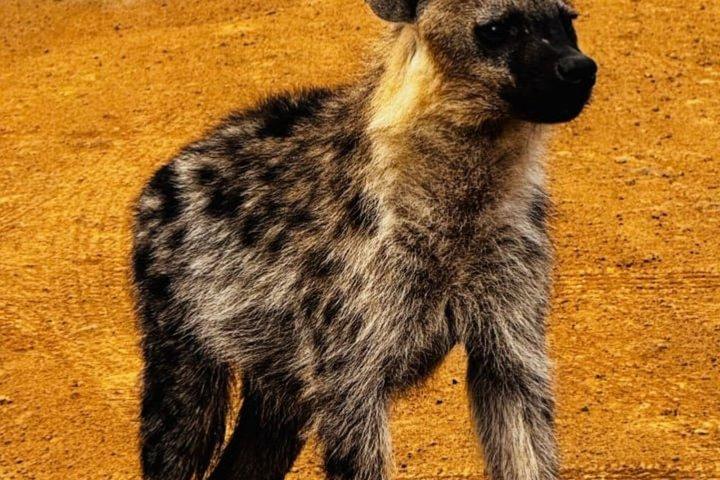 マーラ、ナクル、アンボセリ国立公園への6日間のグループサファリ