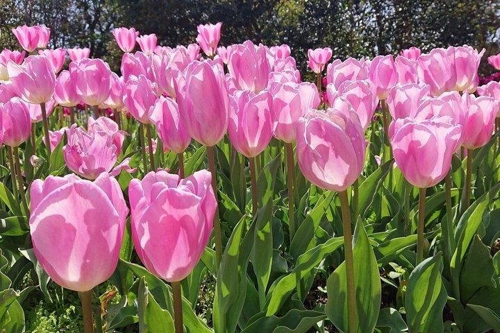 Kochi Monets Gartentour Marmottanan Makino Botanischer Garten