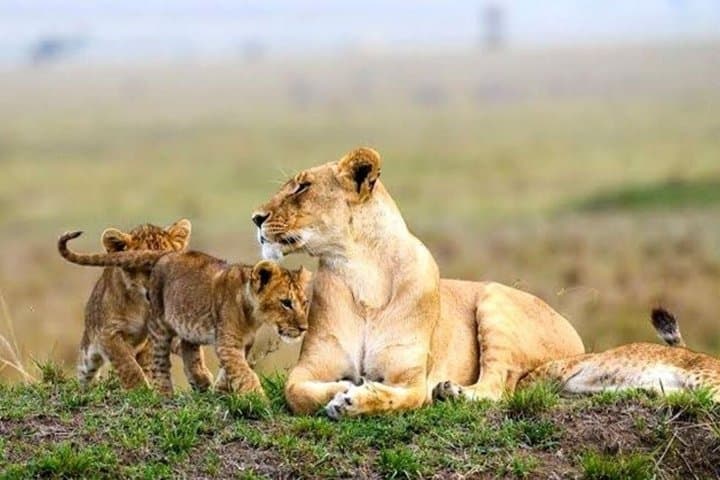 Amboseli National Park 3 Days Safari from Nairobi