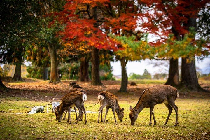 Visite privée d'Alphard : Nara Highlights avec Guide & Chauffeur