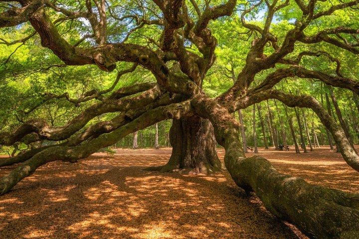 Selbstgeführte Audiotour von Savannah nach Charleston