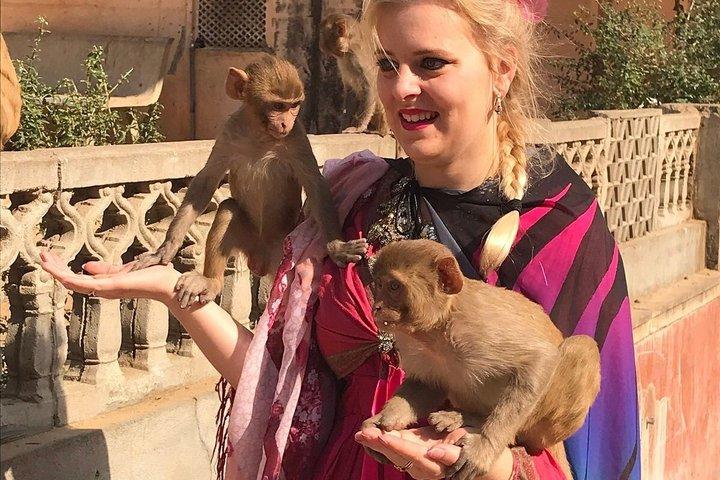 Explorez Jaipur by Tuk Tuk avec Guide local