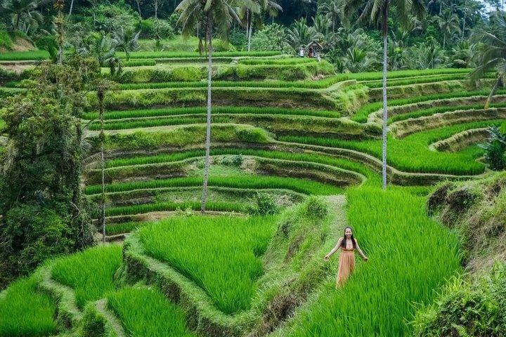 Visite d'Ubud : Visite guidée de Bali avec Guide et tout compris