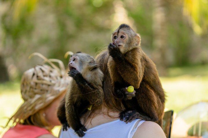 VIP-oplevelse med dyrereservatet Monkey House