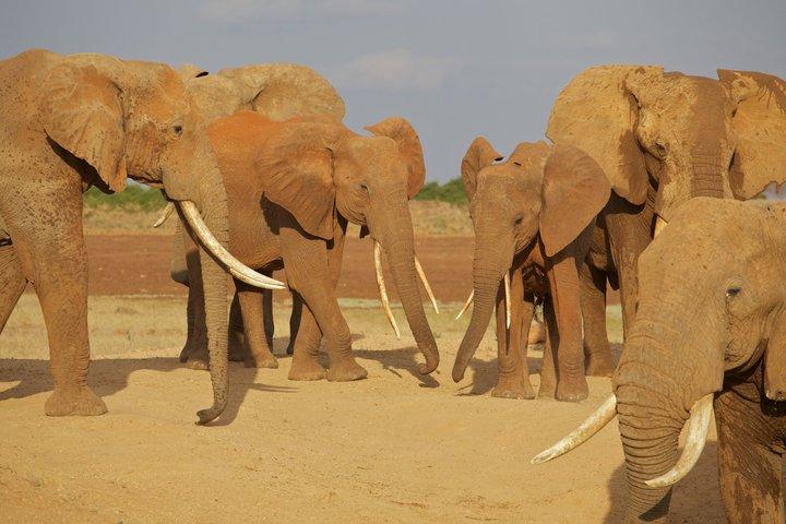 2 Días de Safari a Tsavo Este Desde Diani Beach