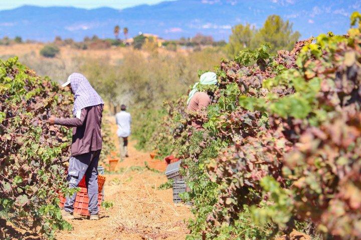 Lagos, Portimão & Carvoeiro: Dégustation de vin, Tapas et visite musicale