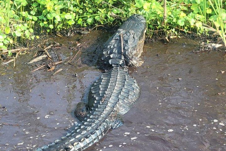 Airboat Tours Florida Everglades mit Kapitän Wayne