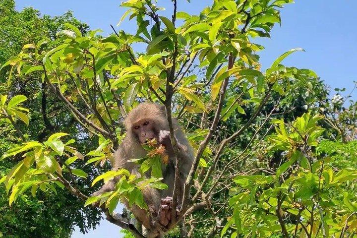 Billeder af Son Tra Mountain i Da Nang