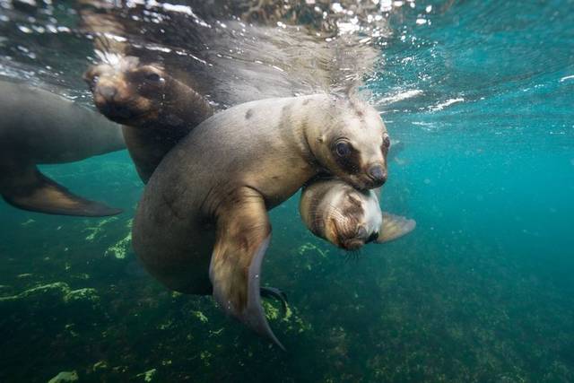 Sea Lions