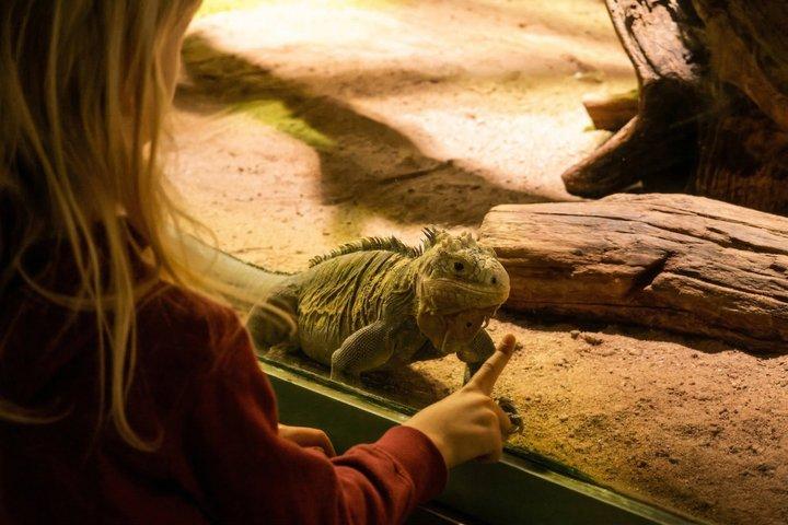 Prague ZOO Transfer with AudioGuide & Opt. Admission Ticket