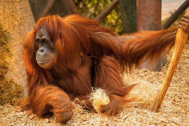 Prague ZOO Transfer with AudioGuide & Opt. Admission Ticket