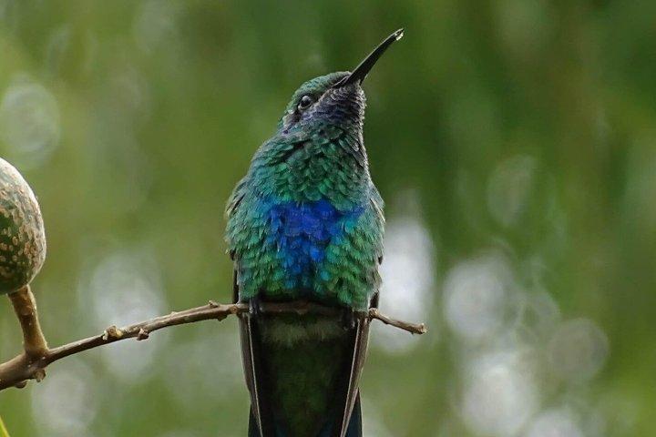 Antigua Cloud Forest Tour with Hummingbird Viewing