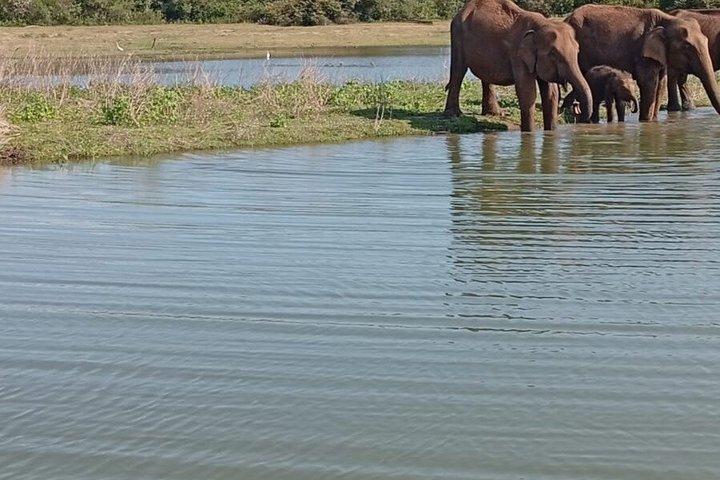 Udawalawa safari tur med privat jeep med hotel afhentning