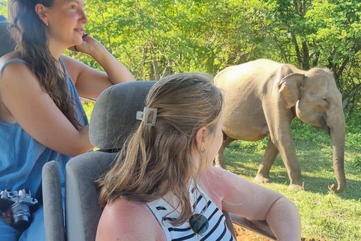 Udawalawa safari tur med privat jeep med hotel afhentning