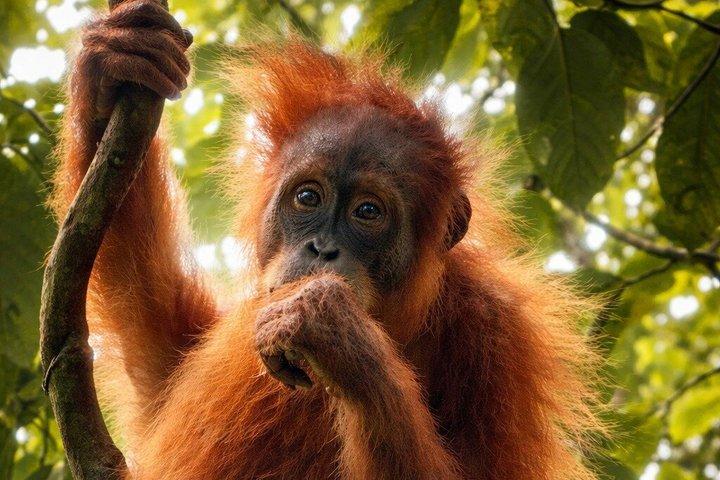 Sumatra : 2 - Dagtocht Orang-oetan en rivierslangen