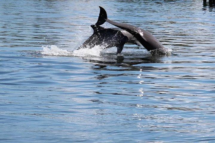 Hoteller i nærheden af Dolphin Eco Cruise