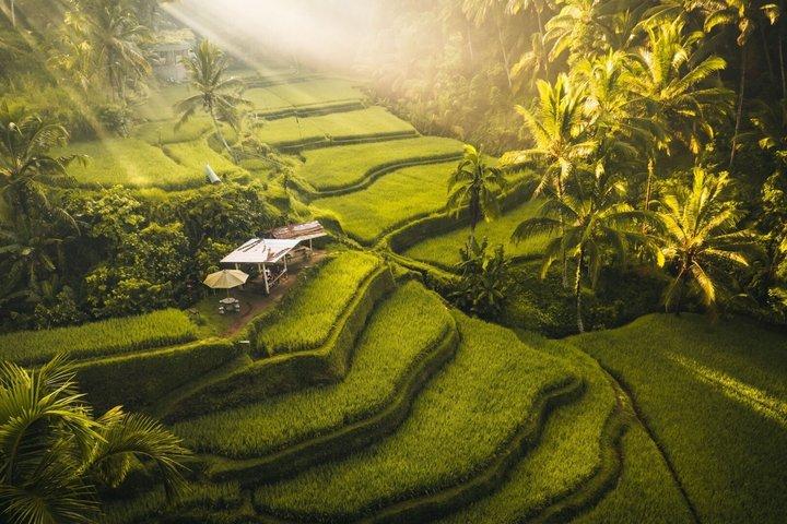 Tour privato all inclusive di Ubud e Bali Swing