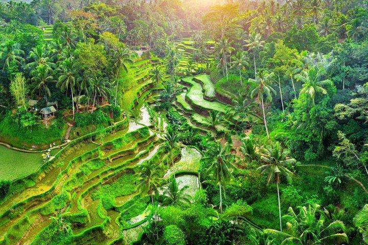 Tour privato all inclusive di Ubud e Bali Swing