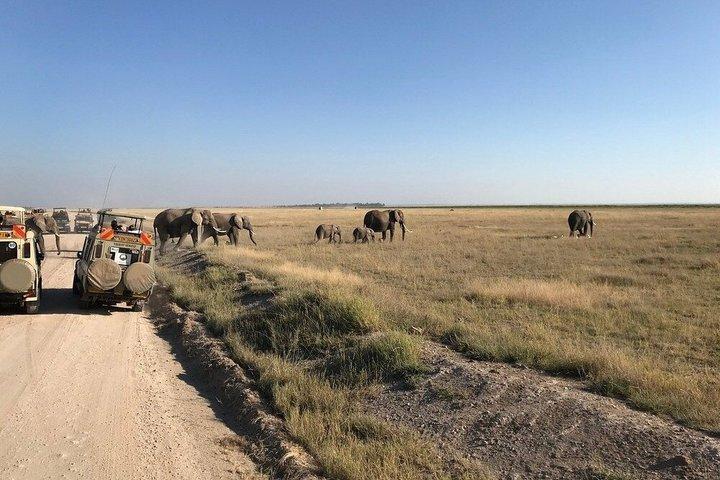 Nairobi : Excursion d'une journée dans le parc national d'Amboseli et le village de Masai
