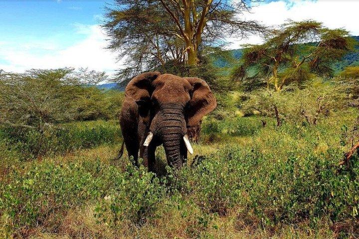 Tour de 6 días por el área de conservación de Ngorongoro