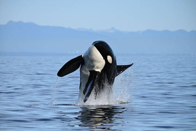 Whale Watching