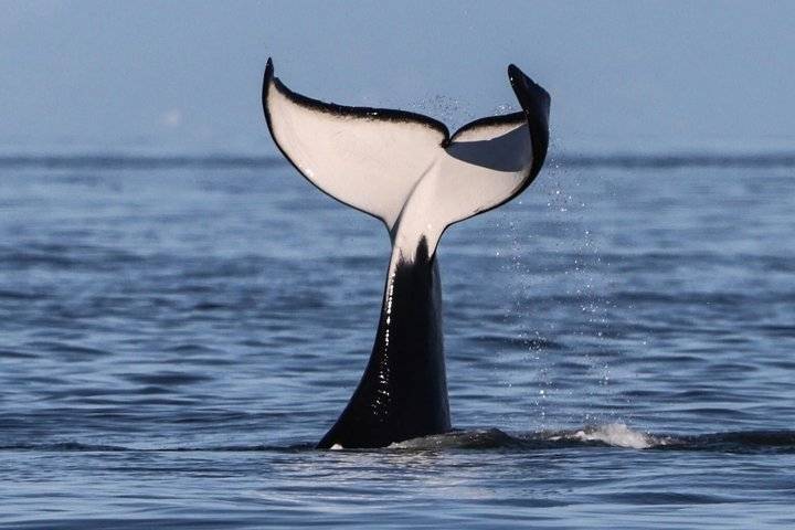 Whale Watching, Victoria