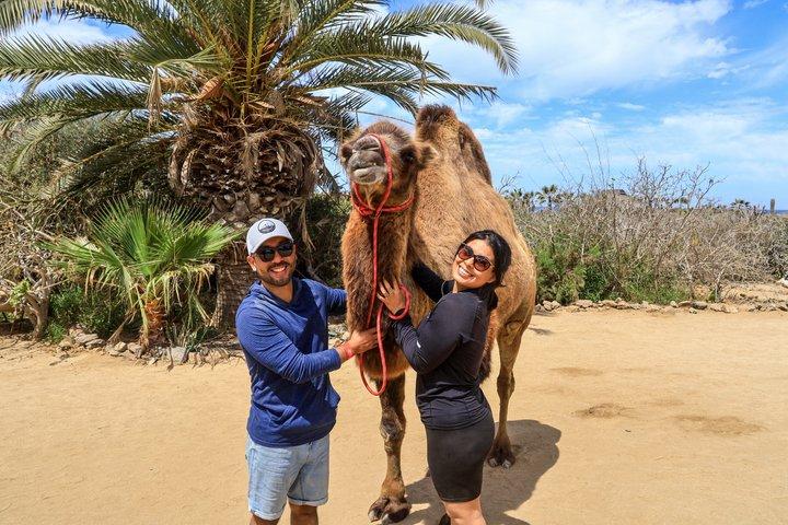 The Ultimate Camel Safari Experience in Los Cabos