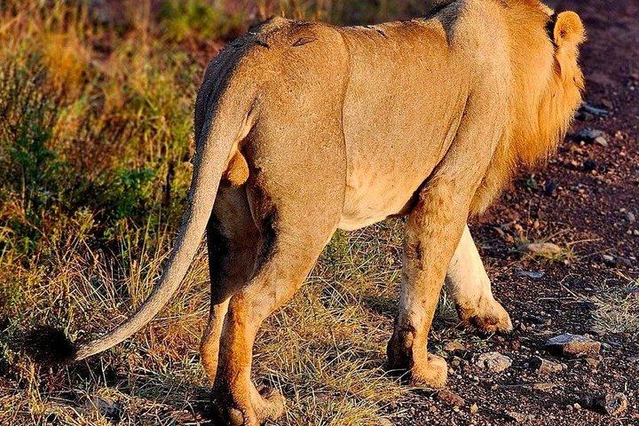 Amboseli National Park : Volledige dagtour vanuit Nairobi