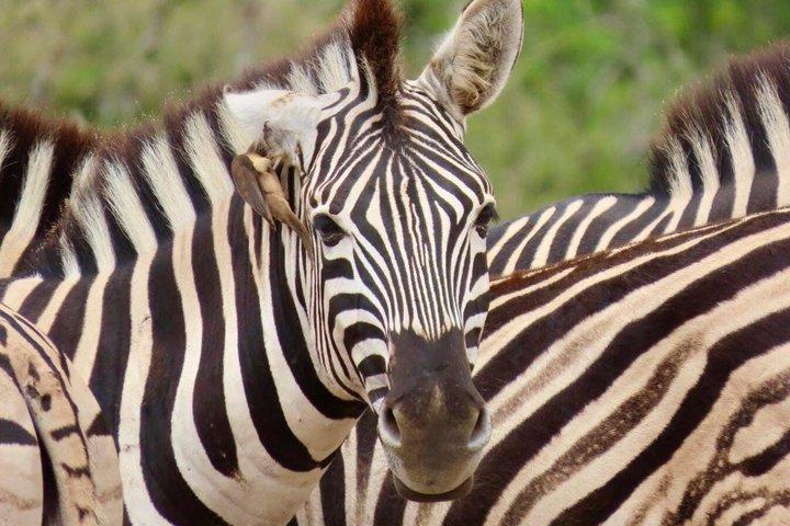 Tour privato della riserva di caccia Schotia con denti e artigli